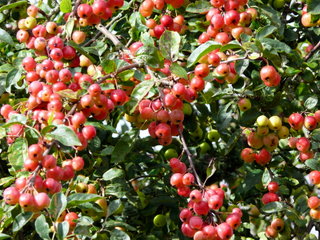 2006-10-01-10-16-21_p1000105_dittisham_cornworthy_captan.jpg 2006-10-01-10-16-21_p1000105_dittisham_cornworthy_captan.jpg dittisham_cornworthy_captan