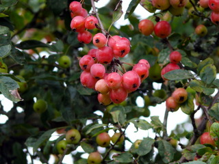2006-10-01-10-17-31_p1000106_dittisham_cornworthy_captan.jpg 2006-10-01-10-17-31_p1000106_dittisham_cornworthy_captan.jpg dittisham_cornworthy_captan