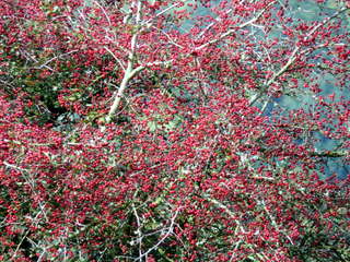 2006-10-04-12-26-48_p1000150_whiteworks_routrundle_peekhill.jpg  whiteworks_routrundle_peekhill 