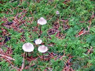 2006-10-11-12-14-57_p1000201_tottiford_rowdon_hole_clampitt.jpg  tottiford_rowdon_hole_clampitt 