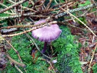 2006-10-11-12-15-55_p1000202_tottiford_rowdon_hole_clampitt.jpg  tottiford_rowdon_hole_clampitt 