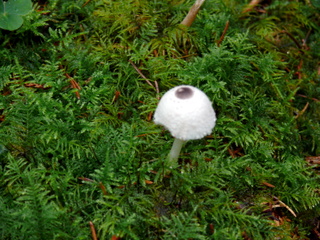 2006-10-11-12-17-07_p1000203_tottiford_rowdon_hole_clampitt.jpg  tottiford_rowdon_hole_clampitt 