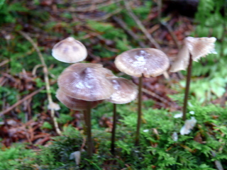 2006-10-11-12-19-02_p1000205_tottiford_rowdon_hole_clampitt.jpg  tottiford_rowdon_hole_clampitt 