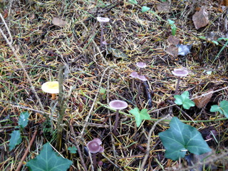 2006-10-11-13-59-42_p1000209_tottiford_rowdon_hole_clampitt.jpg  tottiford_rowdon_hole_clampitt 