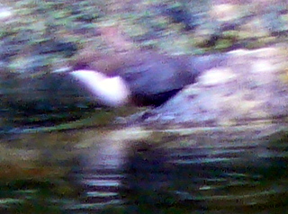 2006-10-15-11-57-23_p1000217_beltor_newbridge_leusdon.jpg  beltor_newbridge_leusdon 