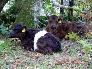 2006-10-15-12-38-33_p1000218_beltor_newbridge_leusdon.jpg  beltor_newbridge_leusdon 