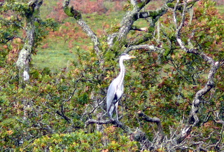 2006-10-29-11-41-48_p1000249_dartmeet_sherwell_ponsworthy.jpg  dartmeet_sherwell_ponsworthy 