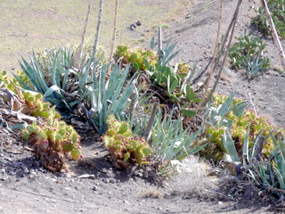 2006-11-10-10-50-30_p1000485_lanzarote_yaiza.jpg 2006-11-10-10-50-30_p1000485_lanzarote_yaiza.jpg Lanzarote_Yaiza