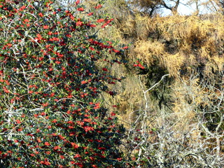 2006-11-19-11-23-46_p1000952_batworthy_throwleigh_gidleigh.jpg  Batworthy_Throwleigh_Gidleigh 