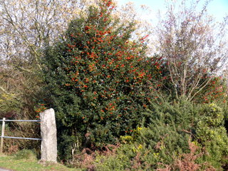 2006-11-19-13-37-35_p1000982_batworthy_throwleigh_gidleigh.jpg  Batworthy_Throwleigh_Gidleigh 