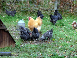 2006-11-19-13-43-52_p1000985_batworthy_throwleigh_gidleigh.jpg  Batworthy_Throwleigh_Gidleigh 