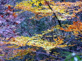 2006-11-19-15-44-41_p1000990_batworthy_throwleigh_gidleigh.jpg  Batworthy_Throwleigh_Gidleigh 