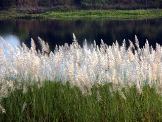 2010-12-13-01-41-19_p1030159_2010-12-13-the-river-at-kumphawapi_1.jpg  2010-12-13 The river at Kumphawapi_1 