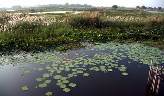 2010-12-13-02-00-37_p1030163_2010-12-13-the-river-at-kumphawapi_1.jpg  2010-12-13 The river at Kumphawapi_1 