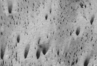 Plumes of biological origin