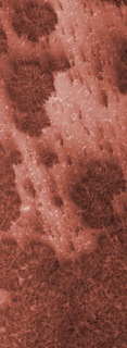 Plant life on mars